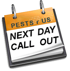 Termites Next Day Call Out. Termites or Ants.