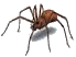 Beetle. Rats. Mice. Cockroaches. Pest. Pests. Pest Control Spain. Bugs and Pest Control Spain. Pest Kill Spain