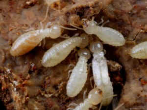 Termites and Termite Treatment